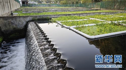 從污到清，循環新生 播州再生水利用邁上新臺階
